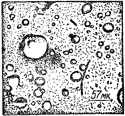 Дарвинизм в XX веке - i_029.png
