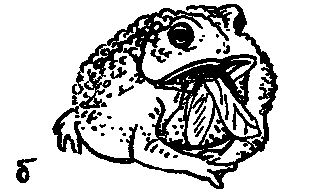 Дарвинизм в XX веке - i_034.png