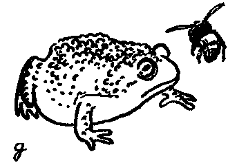 Дарвинизм в XX веке - i_037.png