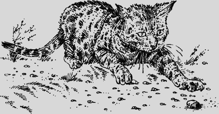 Долгая дорога домой (сборник) с илл. - img18.png