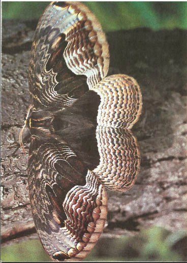 Синий махаон - _20141201154135Skrinshotehkrana.jpg