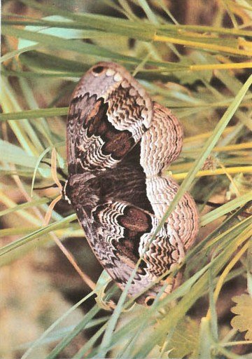 Синий махаон - _20141201154228Skrinshotehkrana.jpg