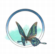 Синий махаон - _20141201171627Skrinshotehkrana.png