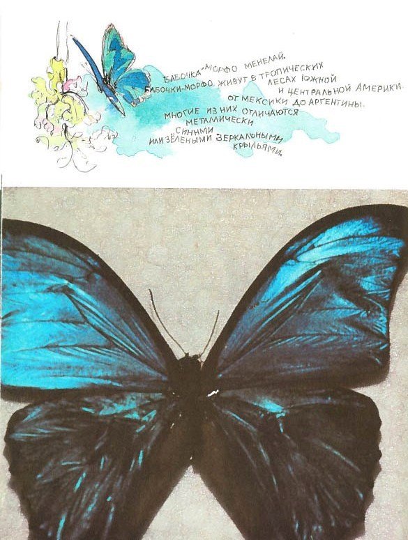 Синий махаон - _20141201190939Skrinshotehkrana.jpg