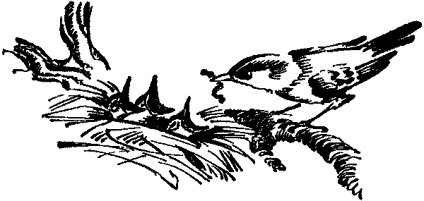Лесная быль. Рассказы и повести - pic004.png