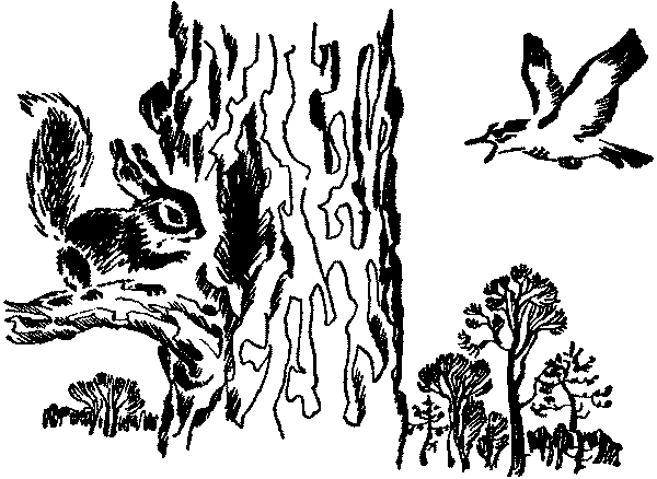 Лесная быль. Рассказы и повести - pic005.png