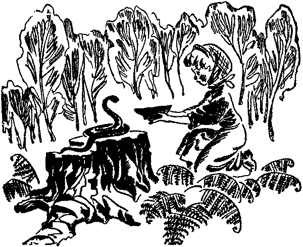 Лесная быль. Рассказы и повести - pic029.png