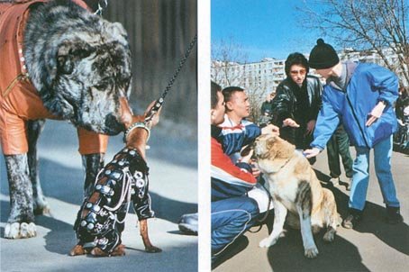 Лечебная кинология. Теоретические подходы и практическая реализация (с иллюстрациями) - pic_34.jpg