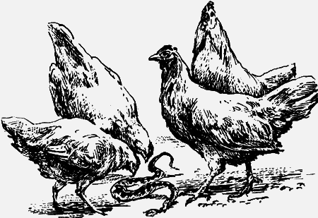 Неожиданные встречи - img38.png