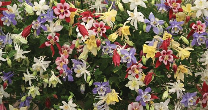 Страны и народы. Вопросы и ответы - nation_47.jpg