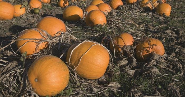 Страны и народы. Вопросы и ответы - nation_61.jpg