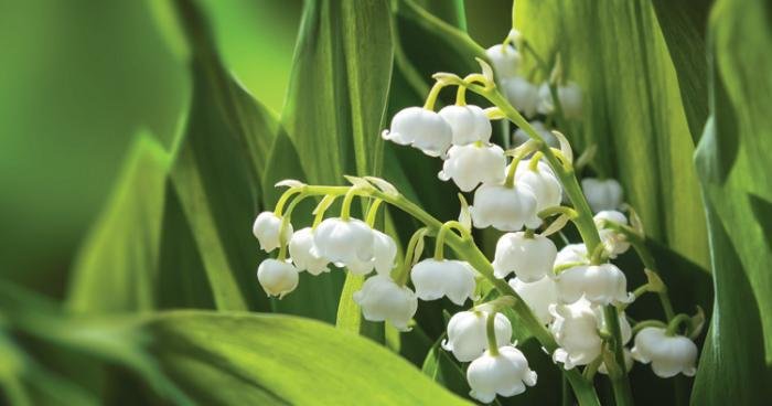 Страны и народы. Вопросы и ответы - nation_65.jpg