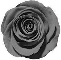 Of Beast and Beauty  - _17.jpg