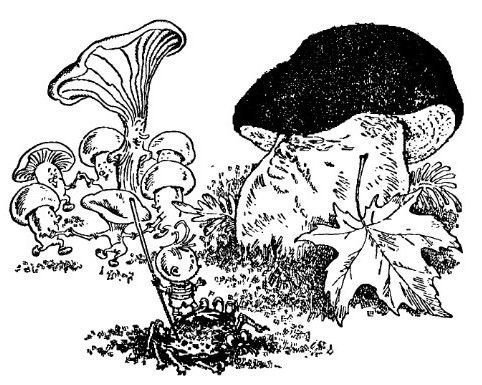 Аршин, сын Вершка. Приключения желудя - pic_15.jpg