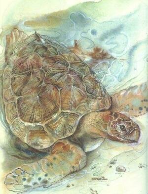 Про коалу Ушастика, черепаху Сарли и Карроинги-эму - img12.jpg