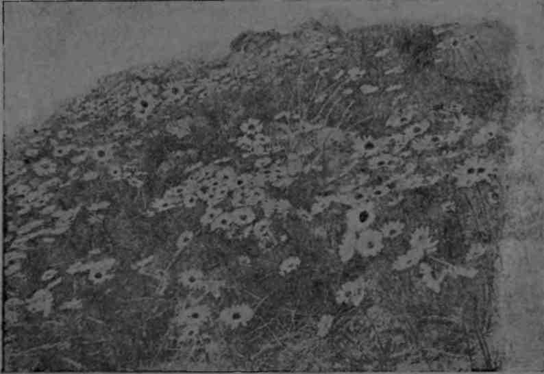 Полярная фактория - img_11.jpeg