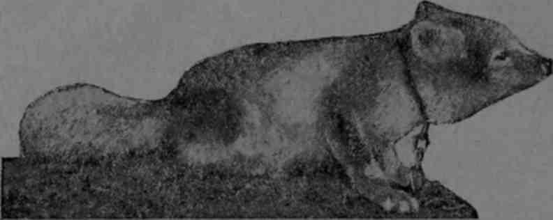 Полярная фактория - img_22.jpeg