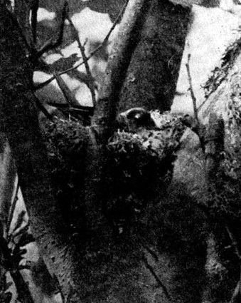 Жизнь леса - i_013.jpg