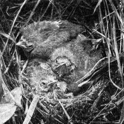 Жизнь леса - i_015.jpg