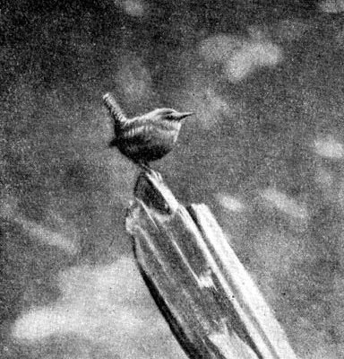 Жизнь леса - i_016.jpg