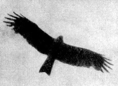 Жизнь леса - i_017.jpg