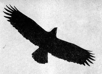 Жизнь леса - i_018.jpg