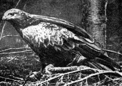 Жизнь леса - i_019.jpg