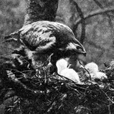 Жизнь леса - i_020.jpg