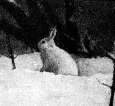 Жизнь леса - i_022.jpg