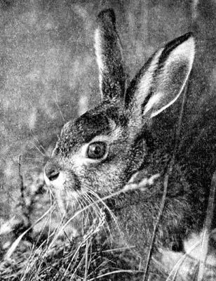 Жизнь леса - i_023.jpg