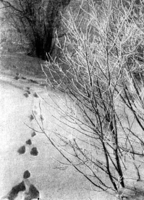 Жизнь леса - i_024.jpg