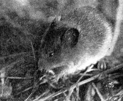 Жизнь леса - i_027.jpg