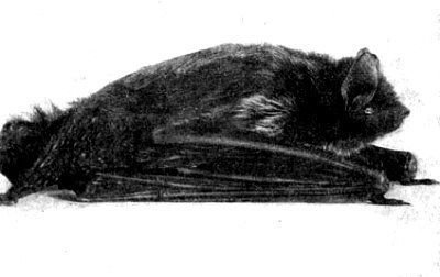 Жизнь леса - i_030.jpg