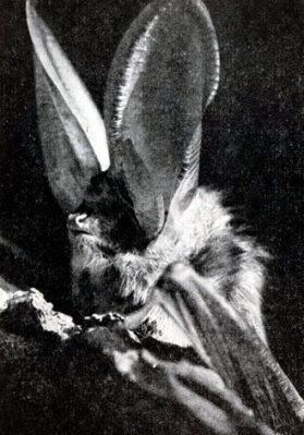 Жизнь леса - i_031.jpg