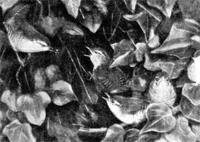 Жизнь леса - i_043.jpg