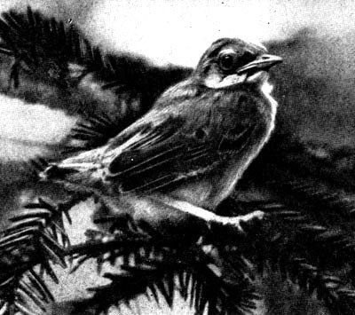 Жизнь леса - i_045.jpg