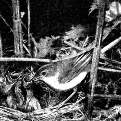 Жизнь леса - i_046.jpg