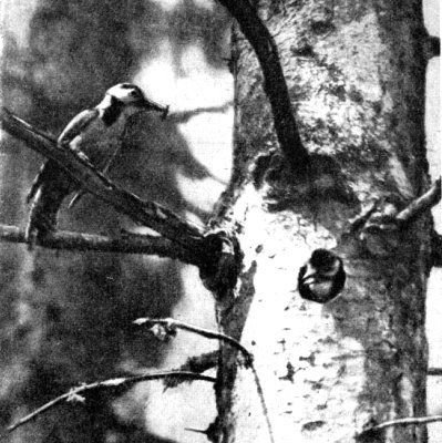 Жизнь леса - i_047.jpg