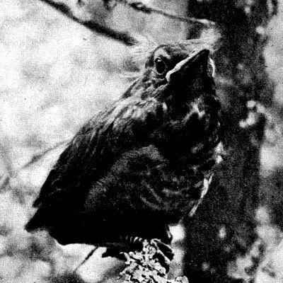 Жизнь леса - i_052.jpg