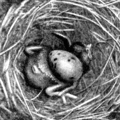 Жизнь леса - i_055.jpg