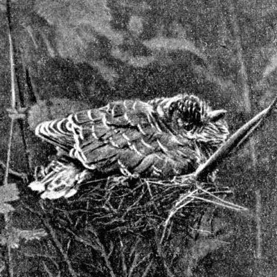 Жизнь леса - i_056.jpg