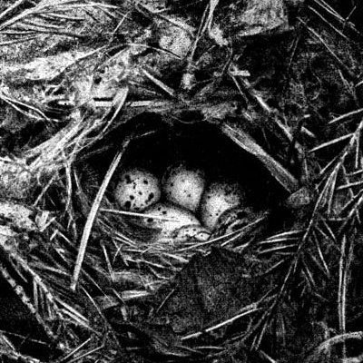 Жизнь леса - i_057.jpg