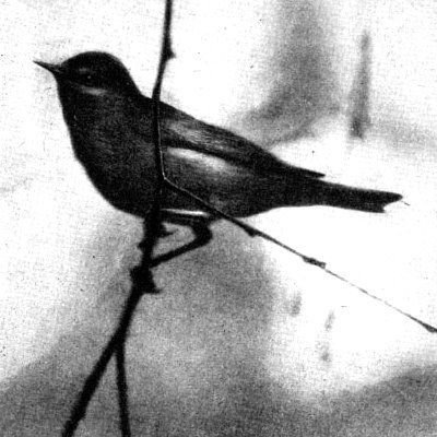 Жизнь леса - i_058.jpg