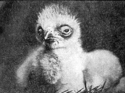 Жизнь леса - i_059.jpg