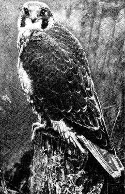 Жизнь леса - i_060.jpg