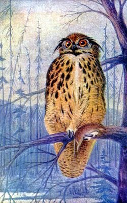 Жизнь леса - i_061.jpg