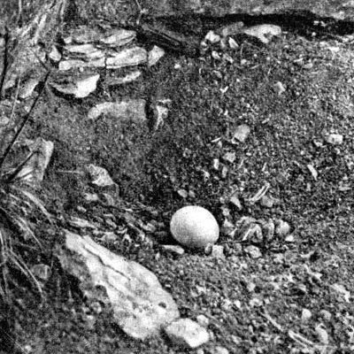 Жизнь леса - i_062.jpg