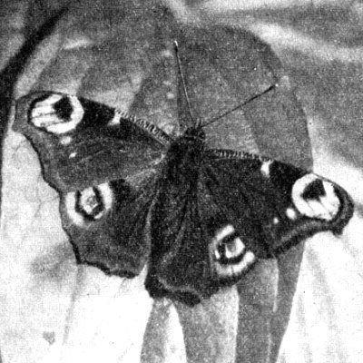 Жизнь леса - i_075.jpg