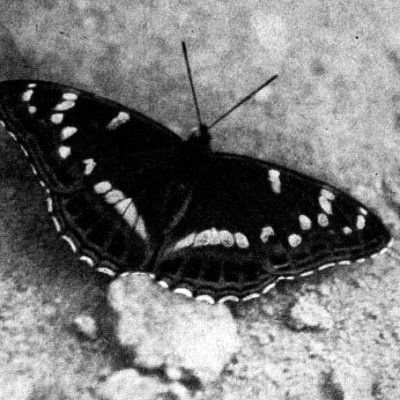 Жизнь леса - i_077.jpg