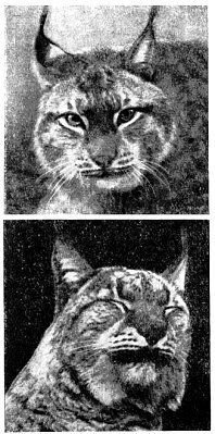 Жизнь леса - i_094.jpg